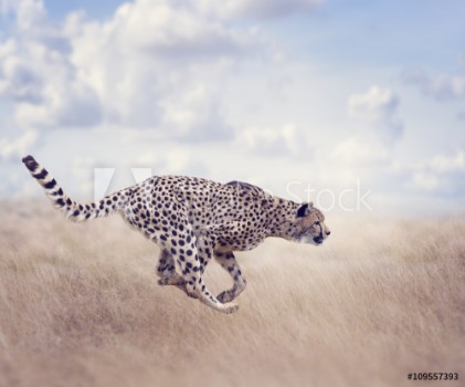 Bild på Cheetah Acinonyx jubatus Running